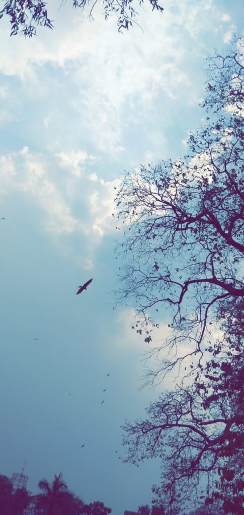 autumn