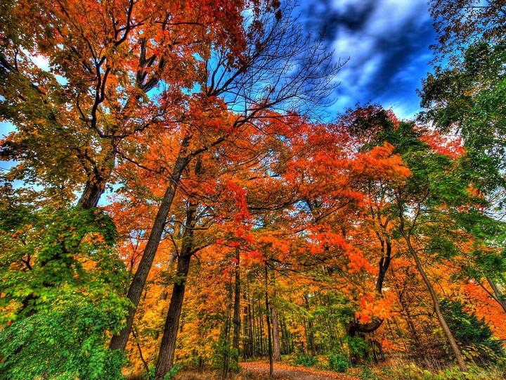 forest