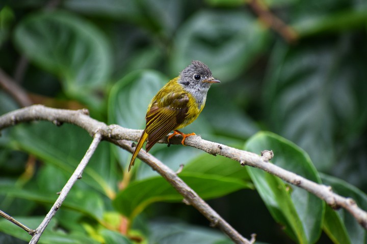 #Grey-Headed Canary Flycatcher