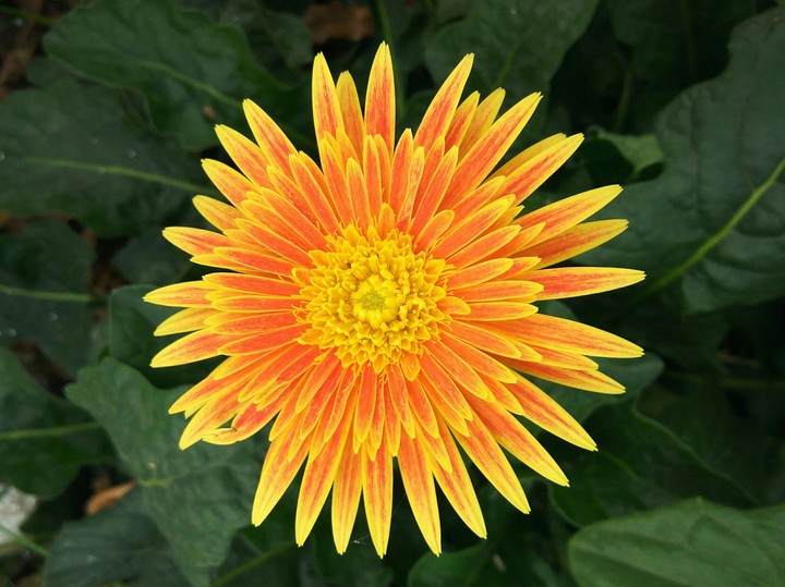 Daisy Family