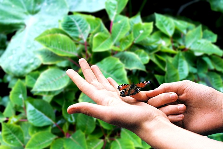 butterfly