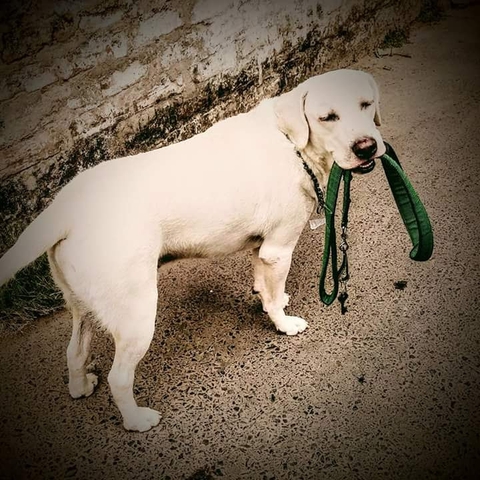 lab