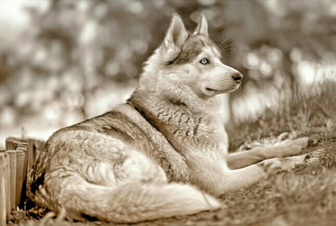 тапети wolfdog, vertebrate