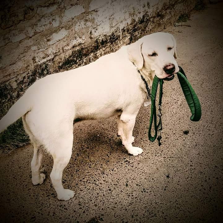 lab