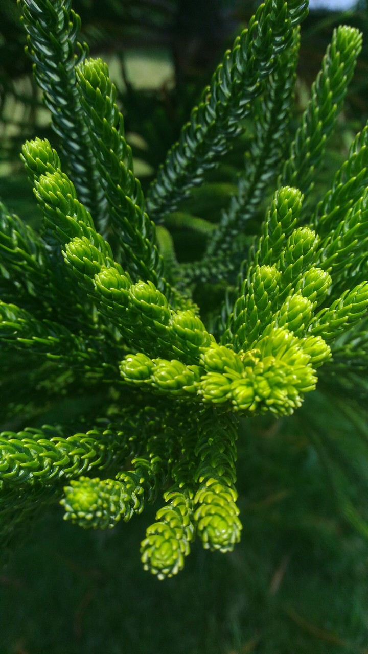 green