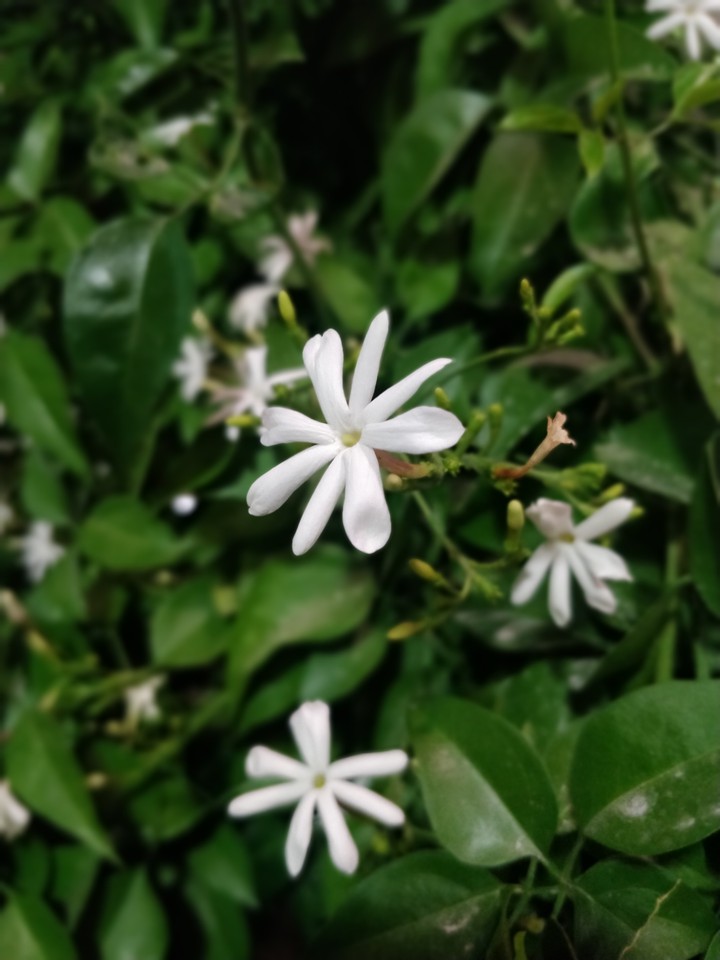 blinking white