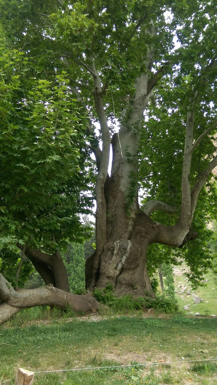 beautiful tree