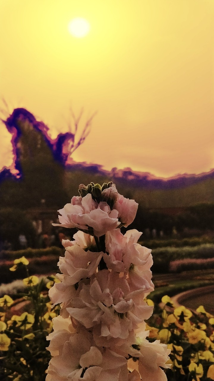 Flower