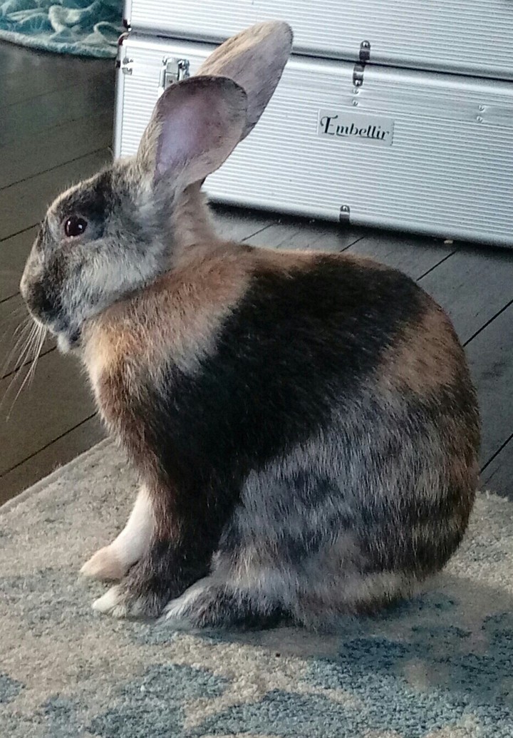 Harleybunbun