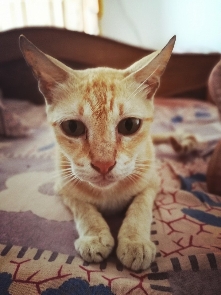 cat