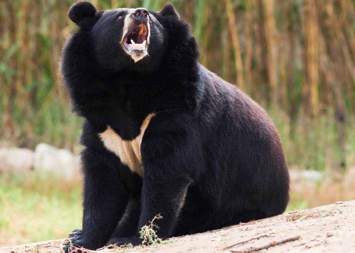 Asiatic black bear