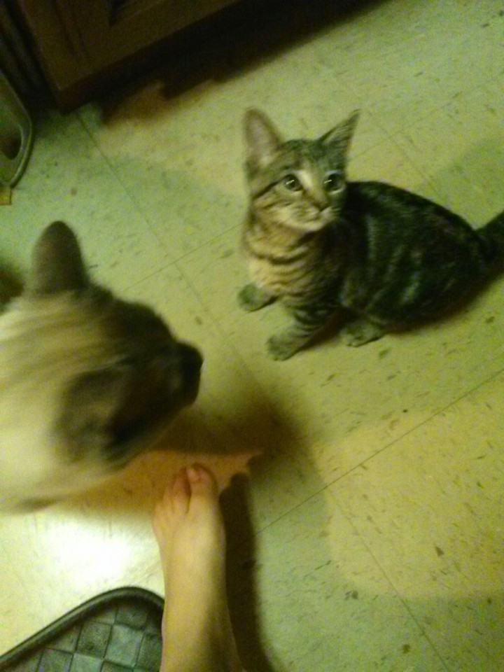 hi food please