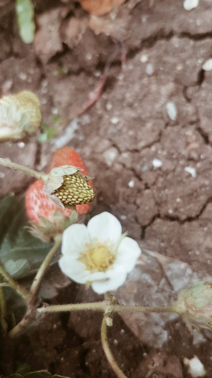 strawberry