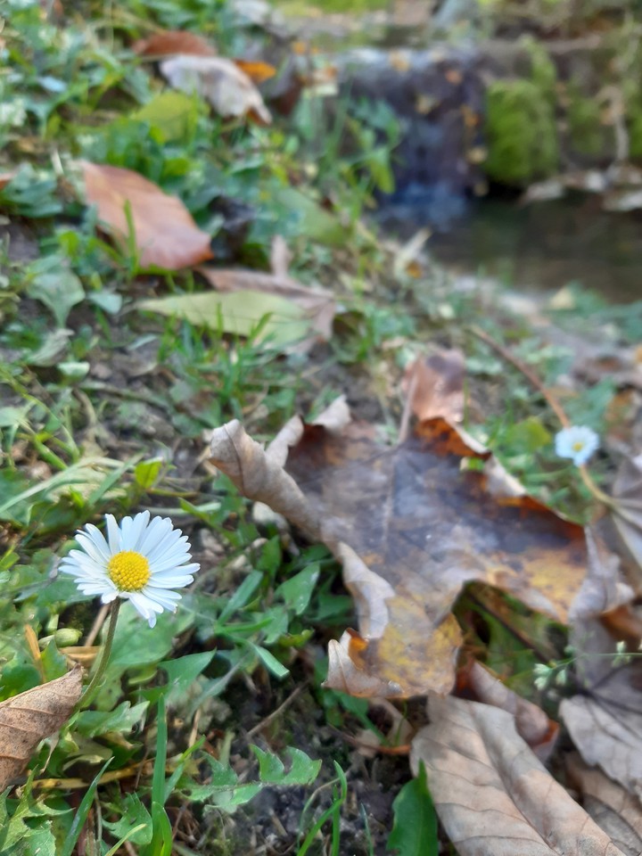 Joyful little blossom