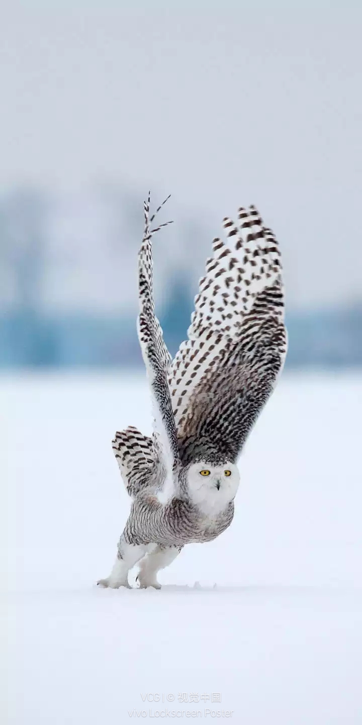 Snowy owl