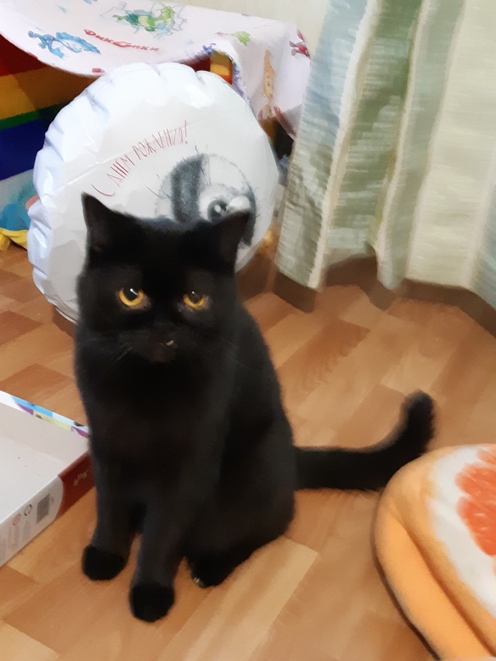 кот