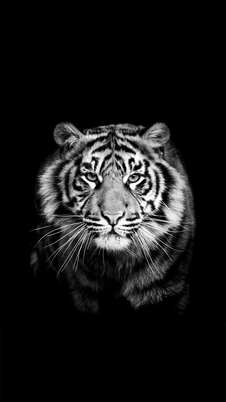 tigr