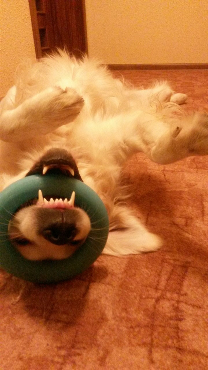 My dog