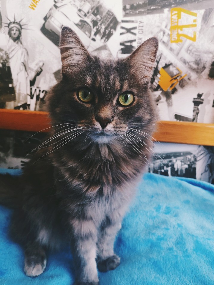 животное