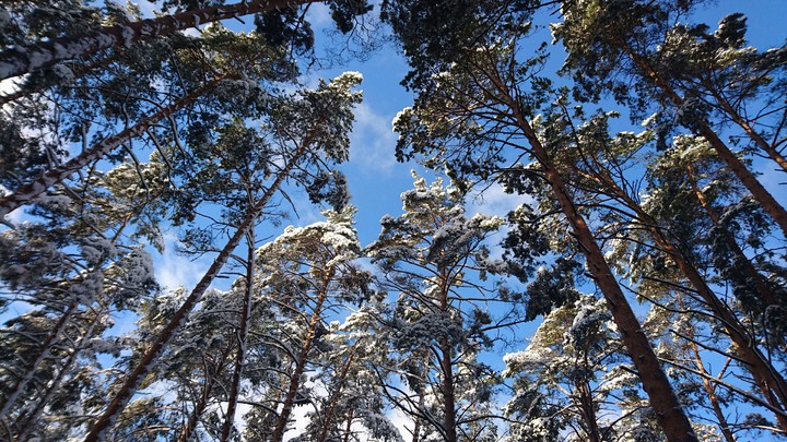 tver forest