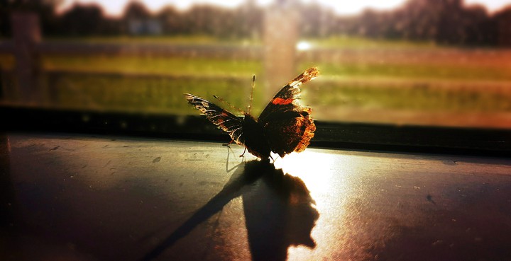 Butterfly