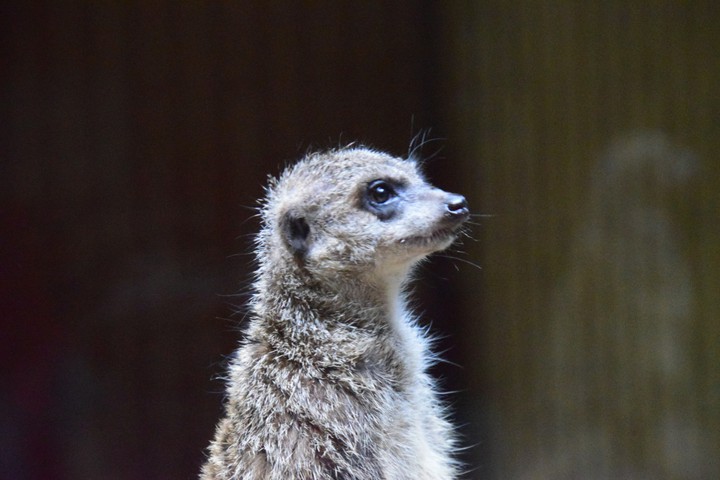 meerkat