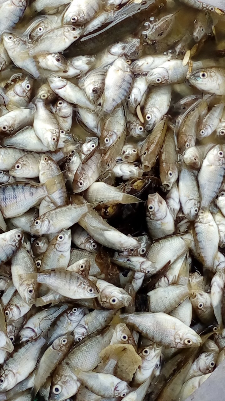 fish