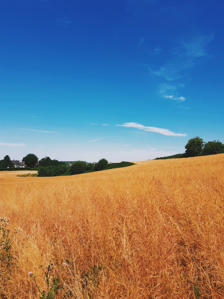 Field
