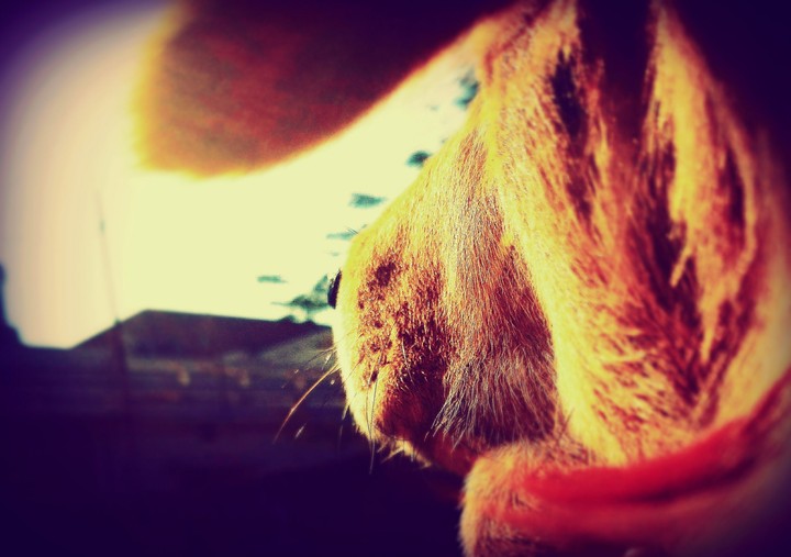 snout