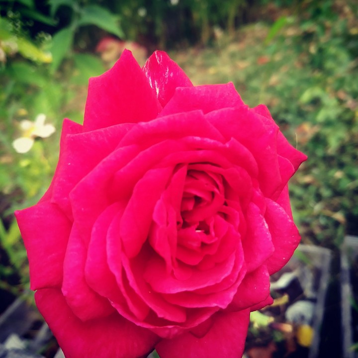 Red rose