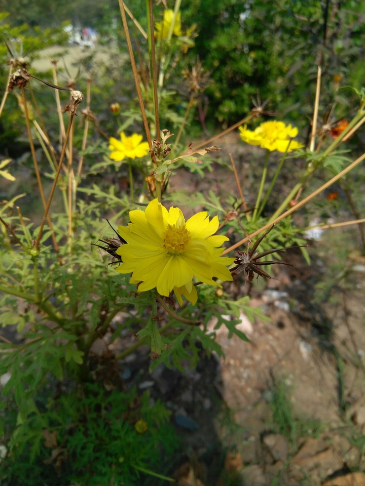 flowes