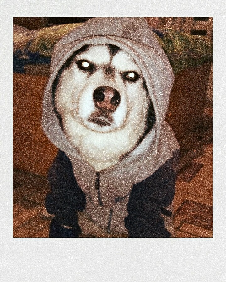 Husky Maiya