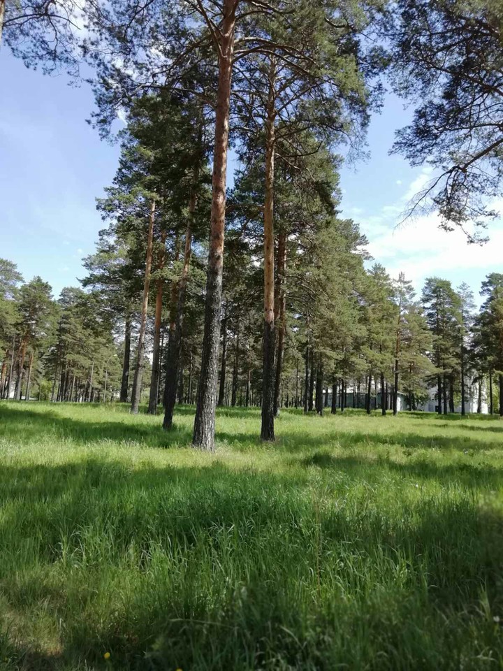 Старый парк