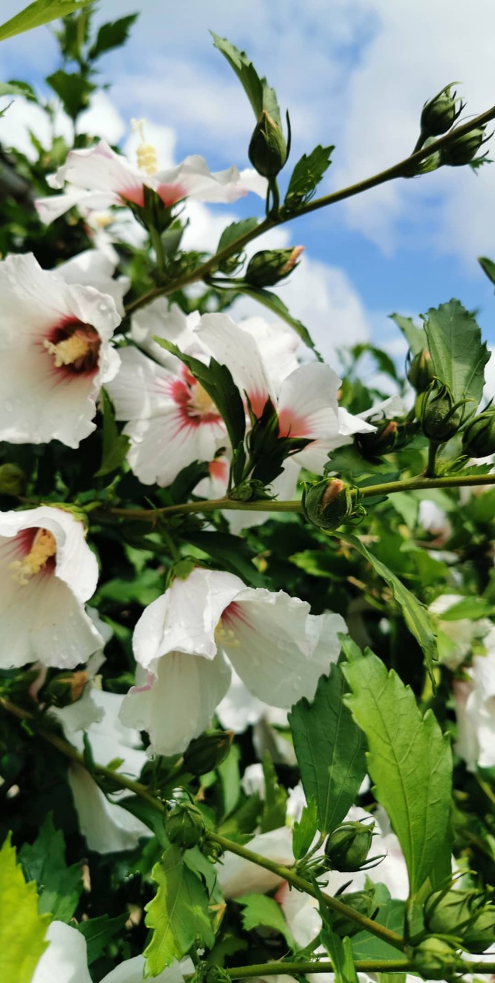 flower