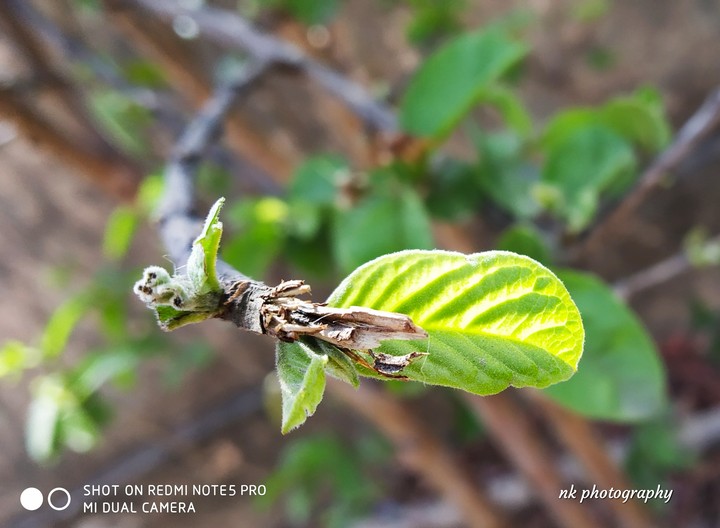 guava tree leaf