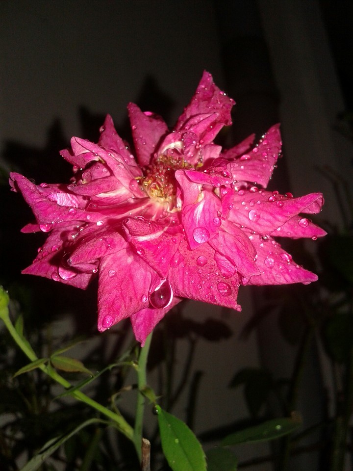 Rose in rain