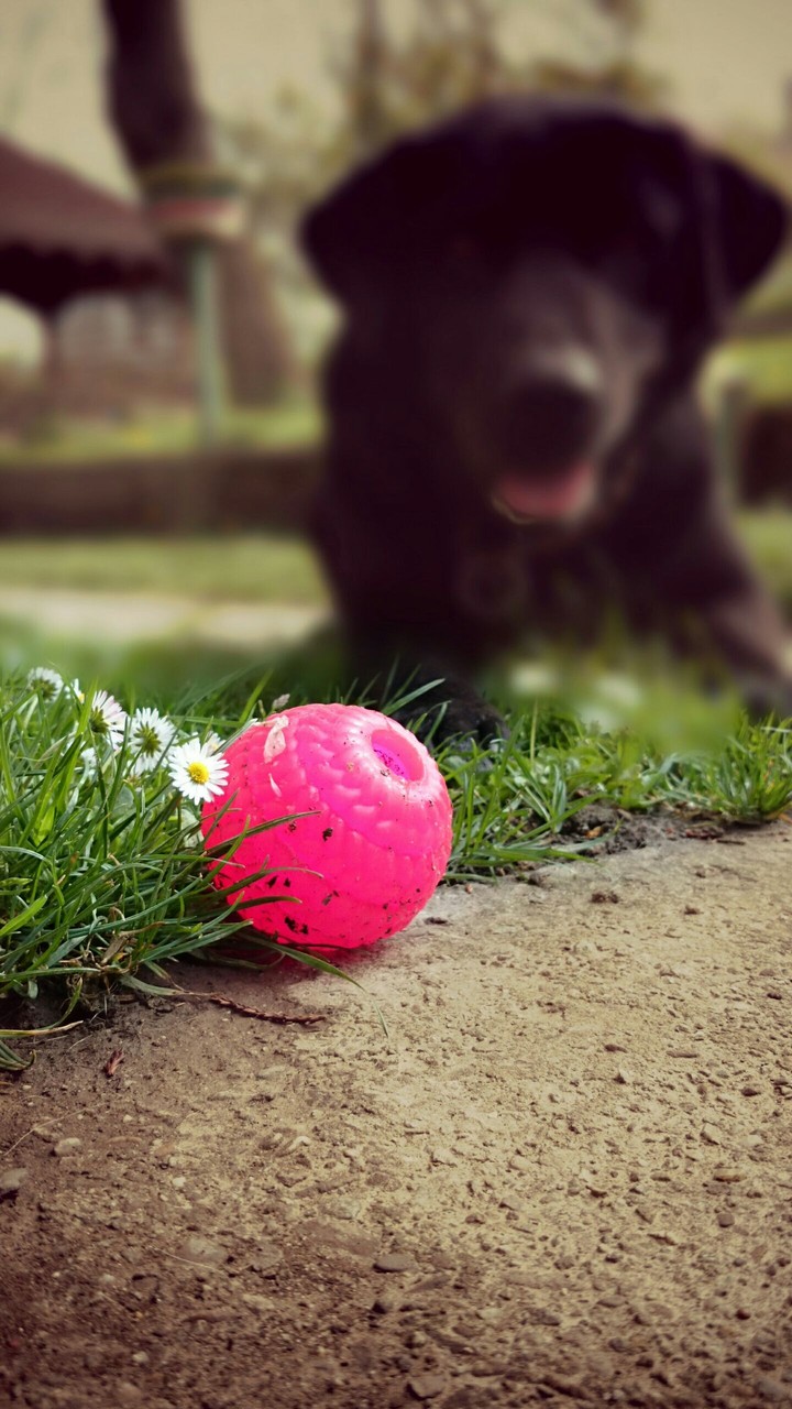 Ball