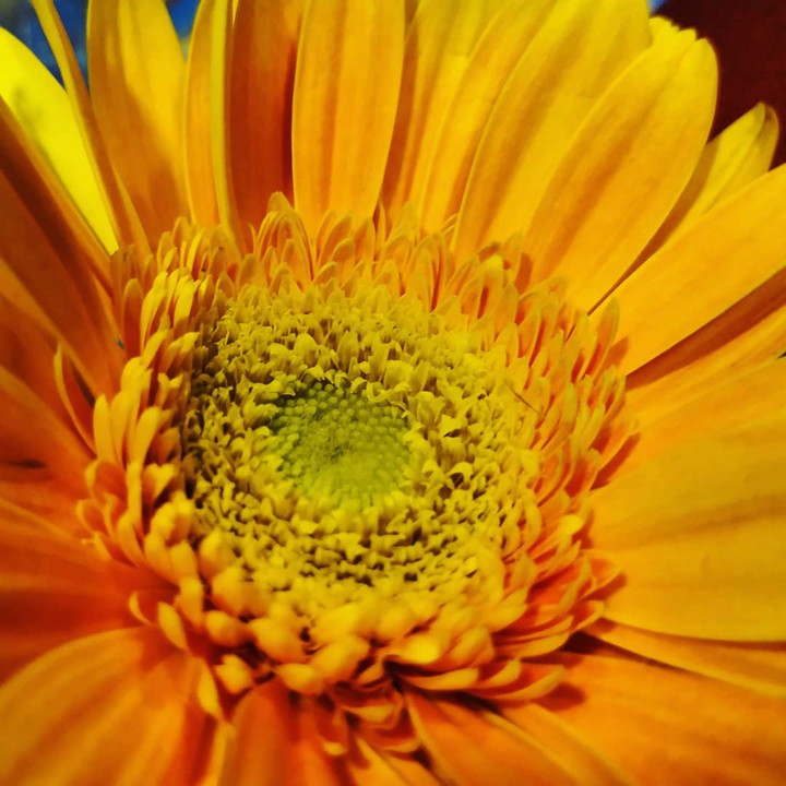 yellow