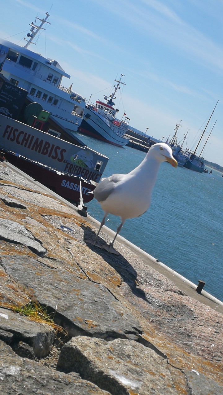 Möwe