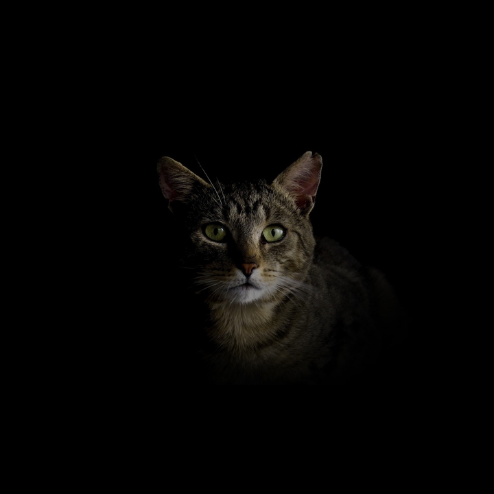 minimal cat