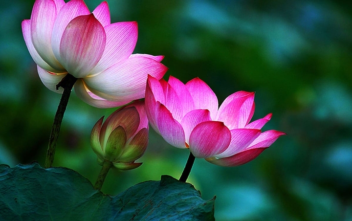 This flower is grow in VietNamese