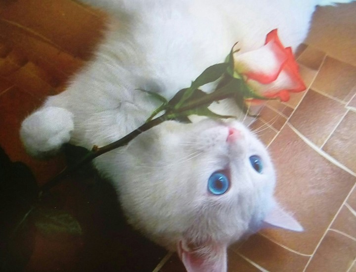 Это моя кошка Мила .