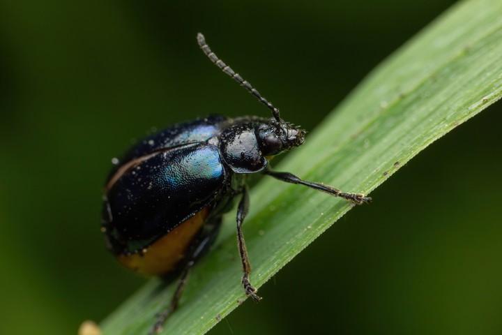 leaf beetle