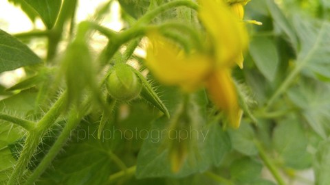 rpk photography