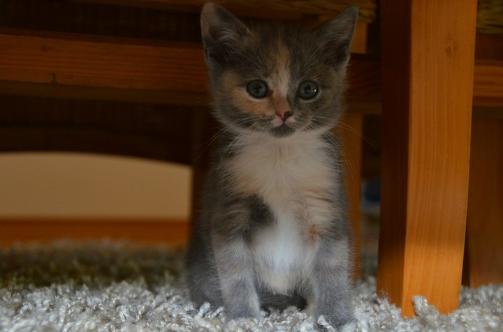 kitten
