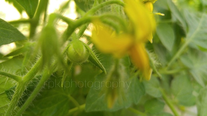 rpk photography