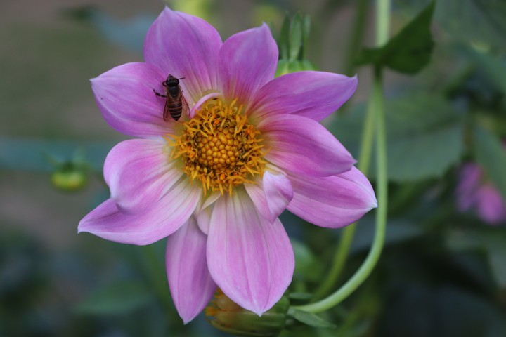 pink petal yellow pollen black bee