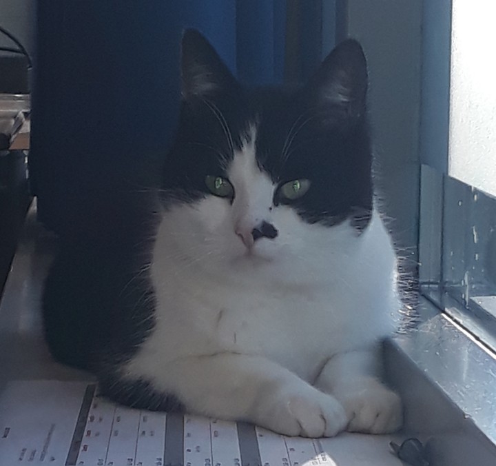 cat