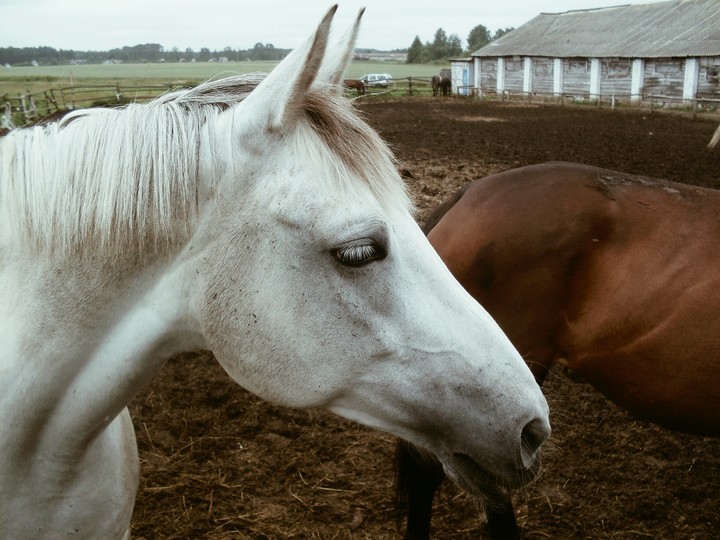 Horse
