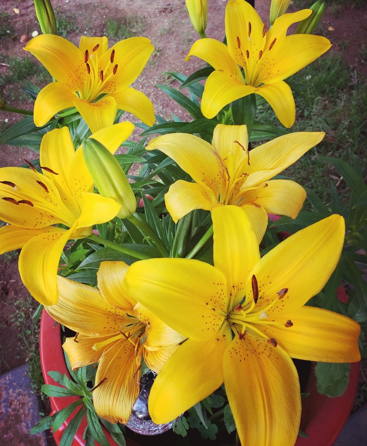 yellow flowers